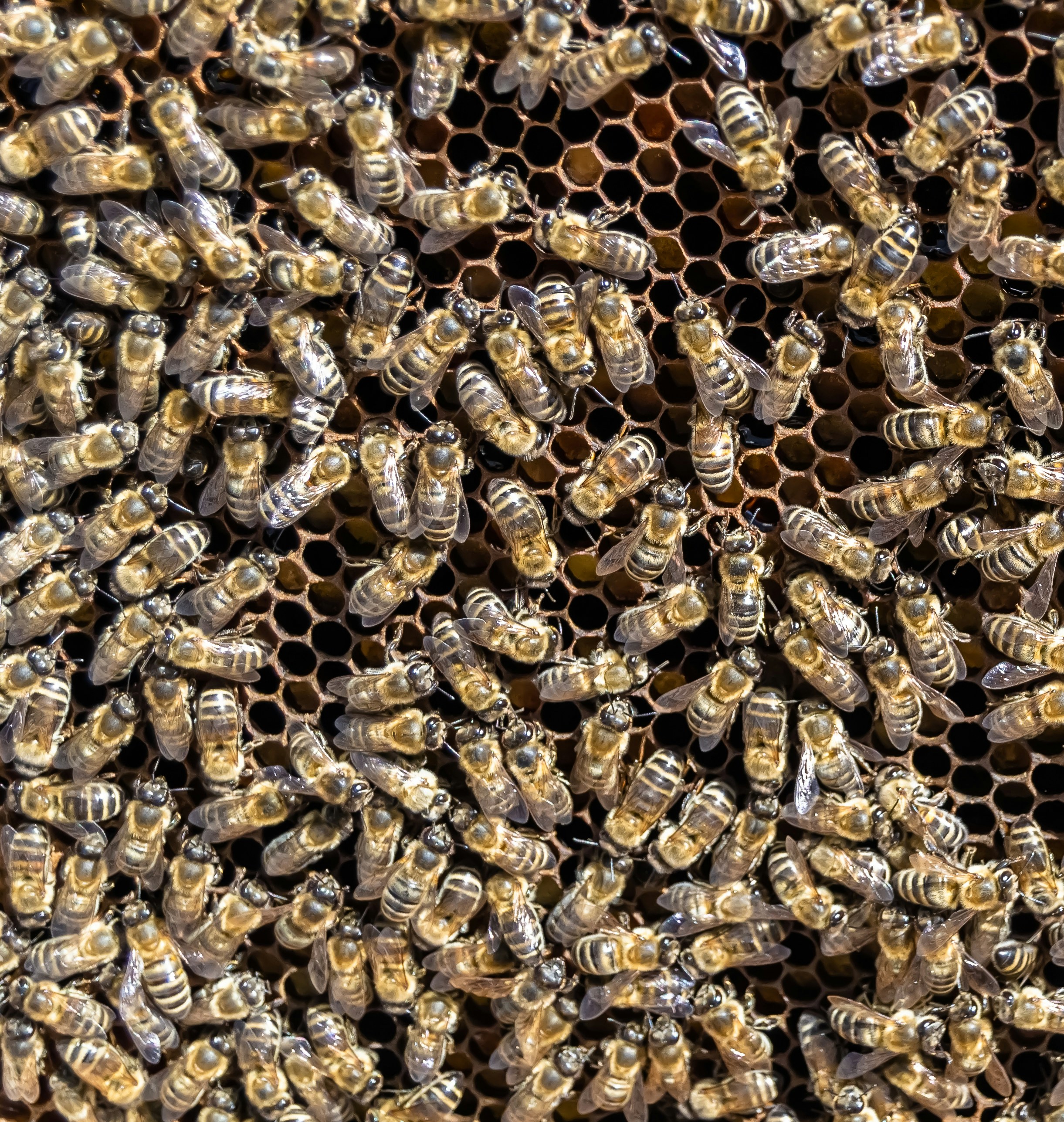 AI-powered robotic process automation